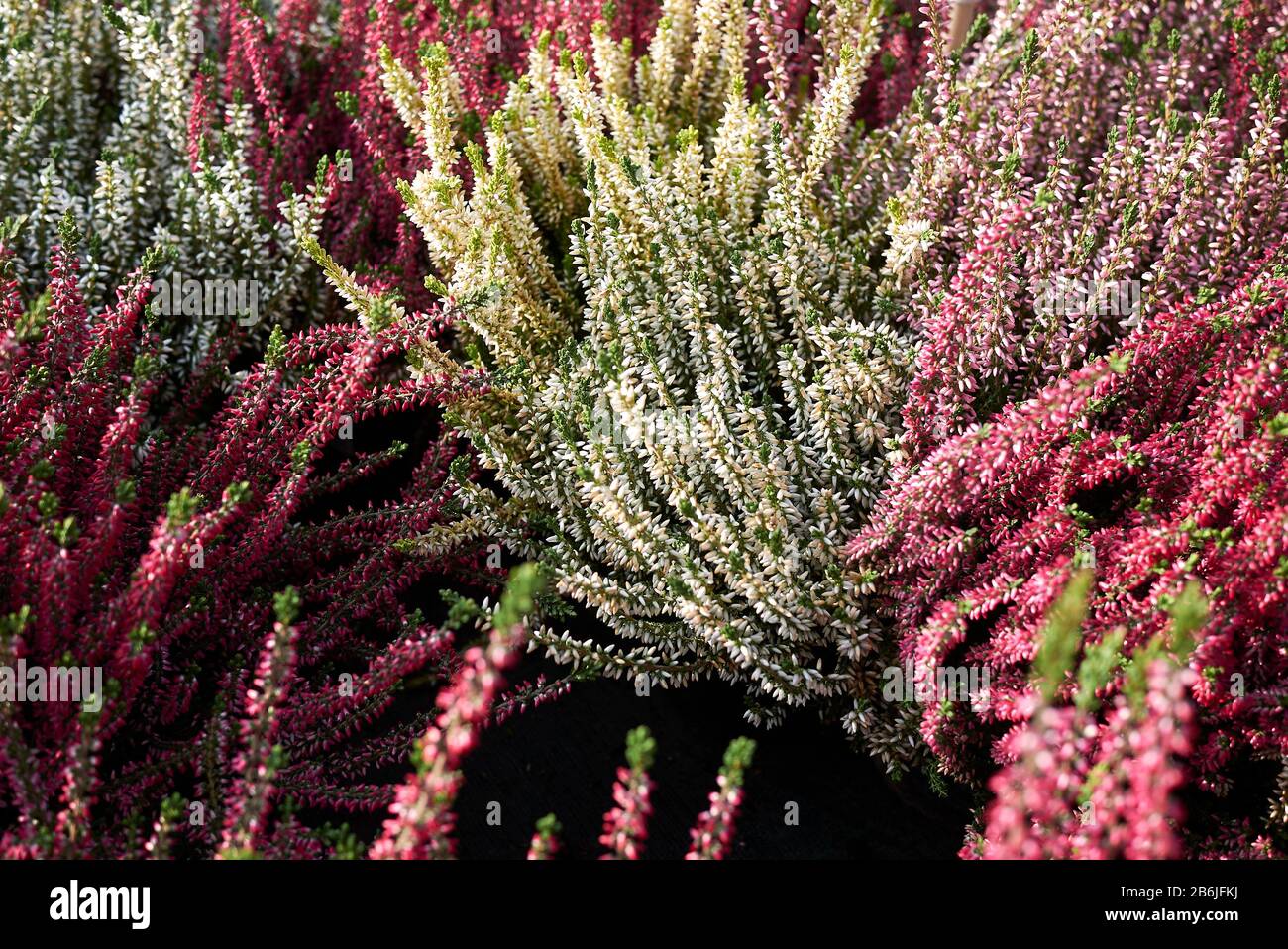 colorful flowers of Calluna vulgaris plants Stock Photo - Alamy