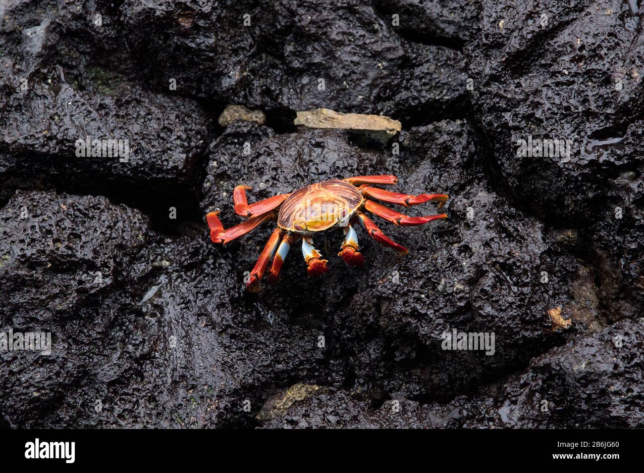 Sally Lightfoot Crab in the harbour of Puerto Ayora on Santa Cruz Island at the Galapagos Islands. Stock Photo