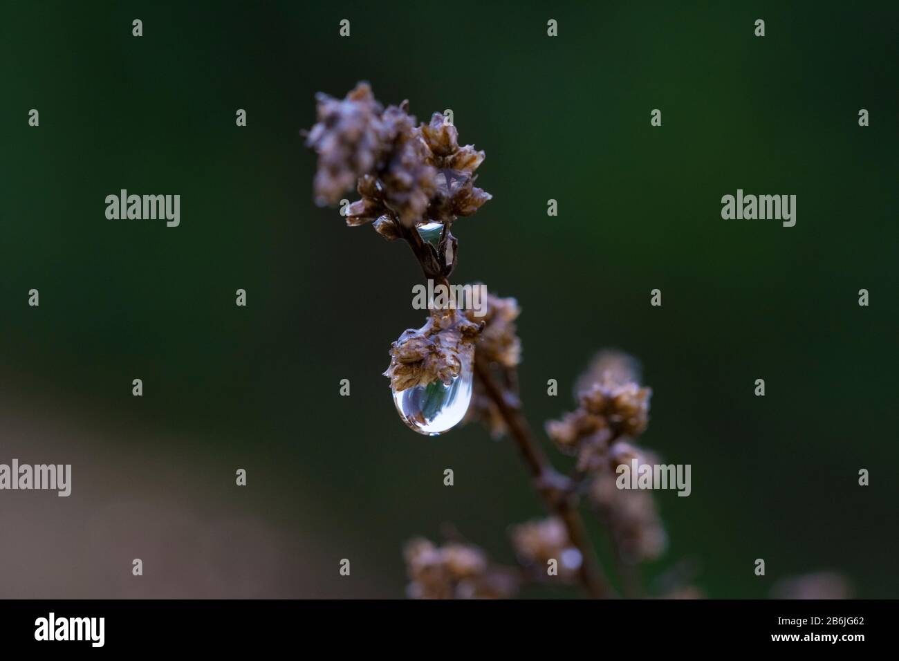 Raindrop on wet brown deads plant Stock Photo