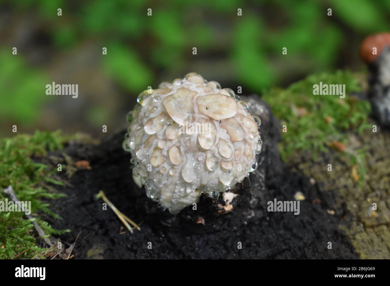Puffball mushroom covered in raindrops forest background Stock Photo