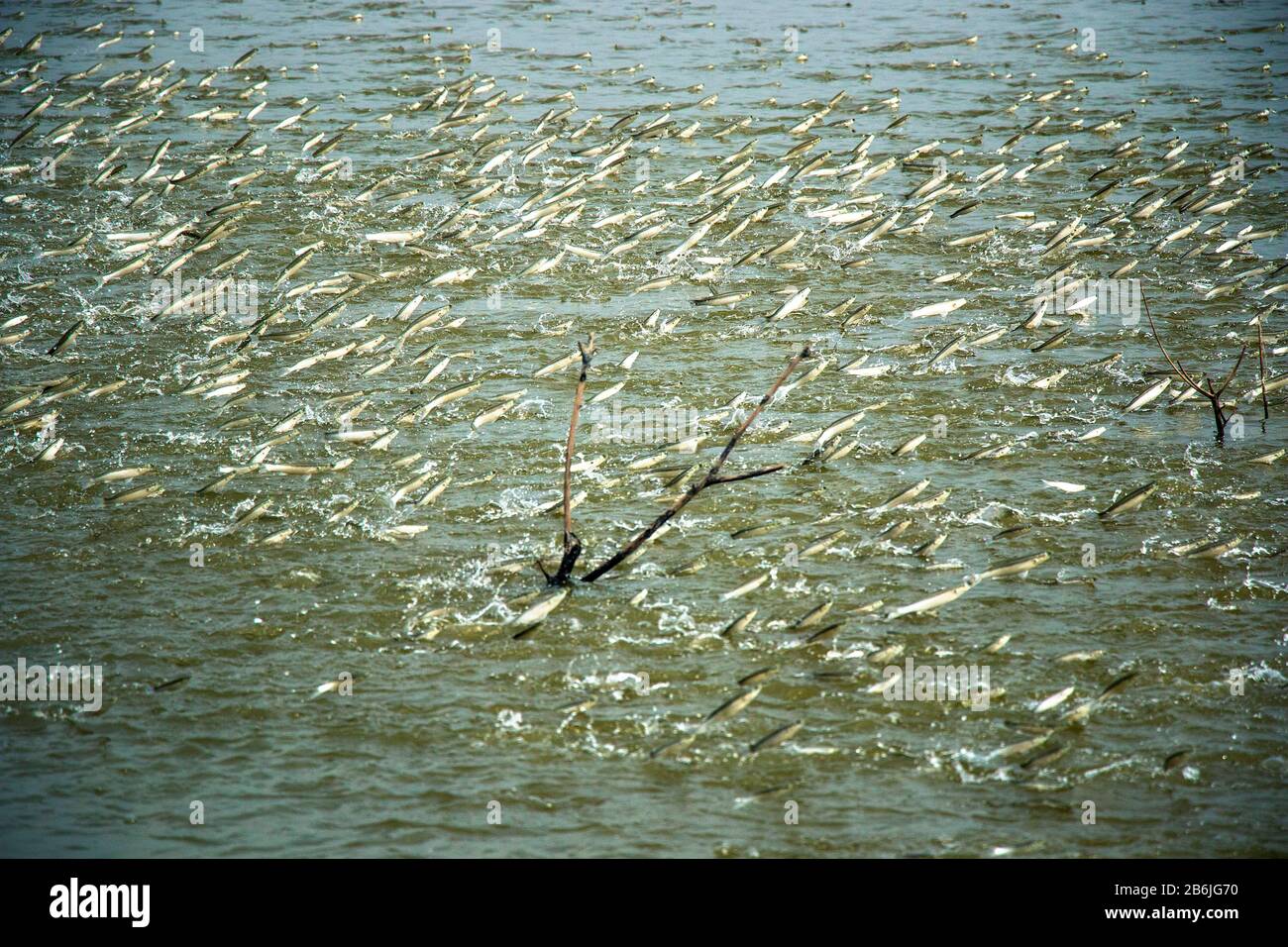 A group of Mullet fish is jumping out of the water from a pond. The fish play a very important role to aerate the pond and enriching the water with oxygen. Stock Photo