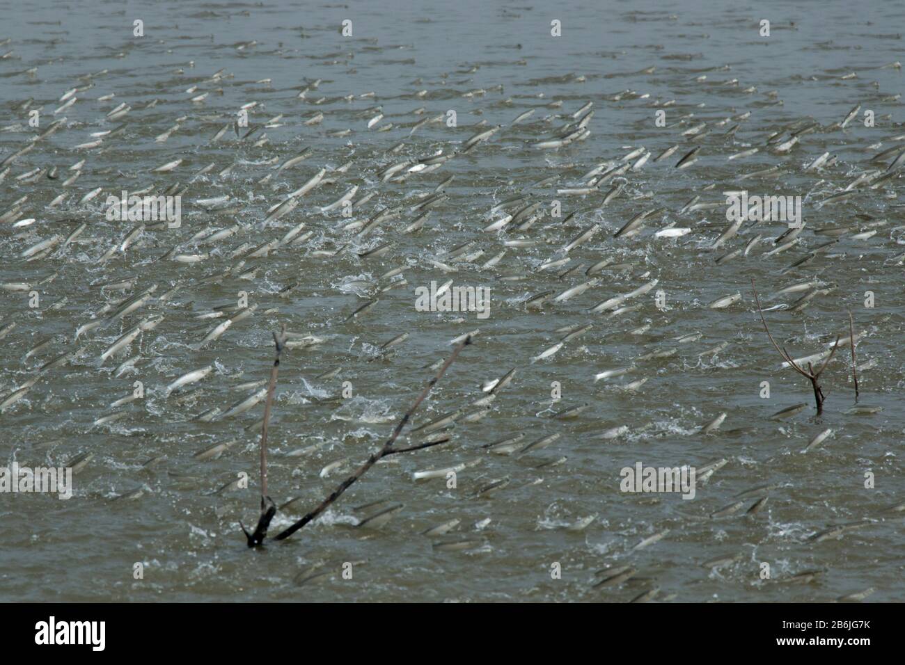 A group of Mullet fish is jumping out of the water from a pond. The fish play very important role to aerate the pond and enrich water with oxygen. Stock Photo
