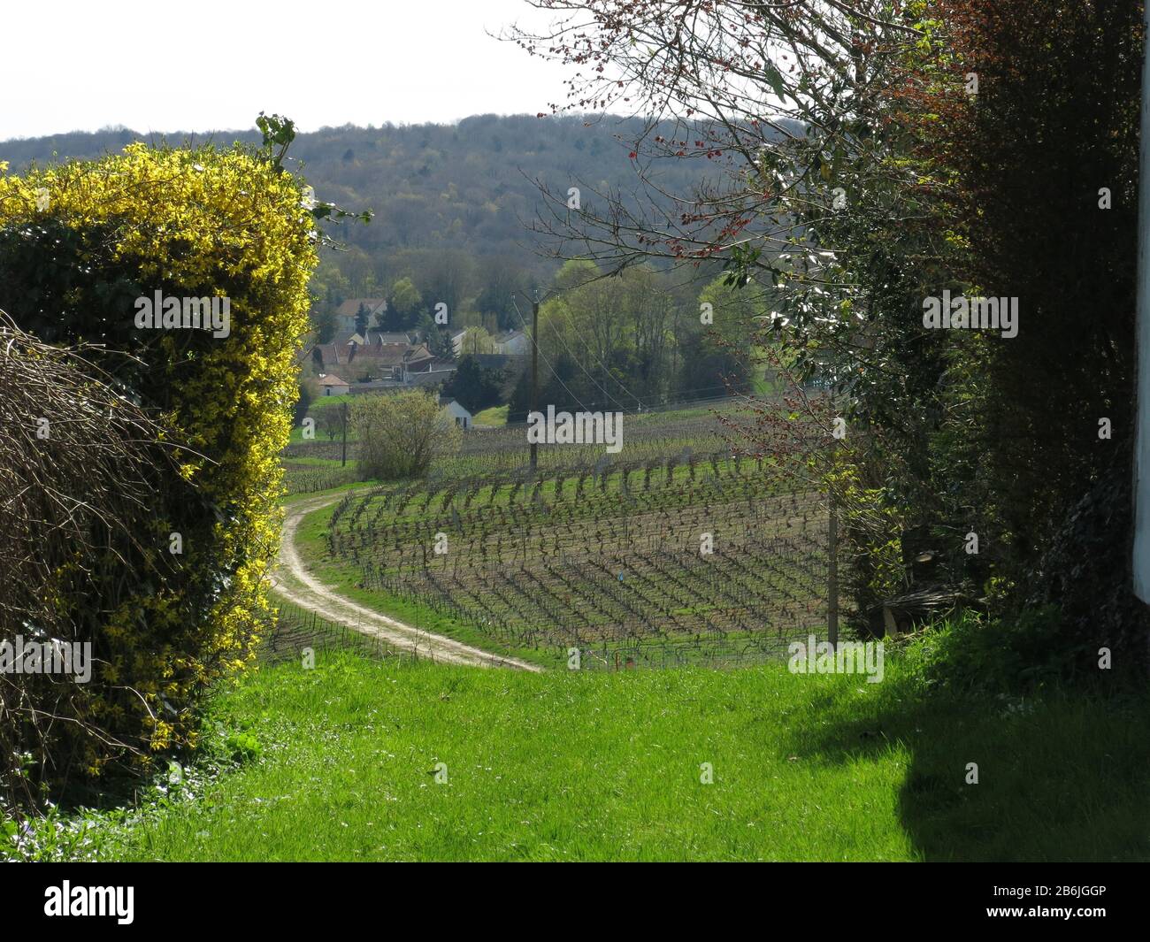 Champagne Vineyard, Epernay, France Stock Photo - Alamy