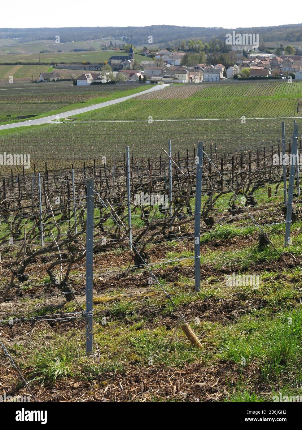 Champagne Vineyard, Epernay, France Stock Photo