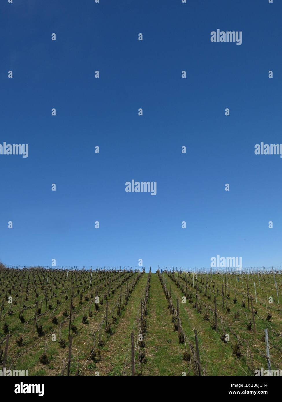 Champagne Vineyard, Epernay, France Stock Photo - Alamy