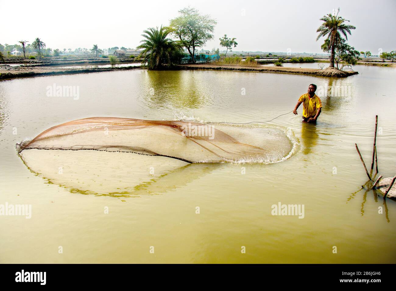 A man is catching fish from his pond with cast net. Fish plays an important role in food and nutrition security and fighting climate change. Stock Photo