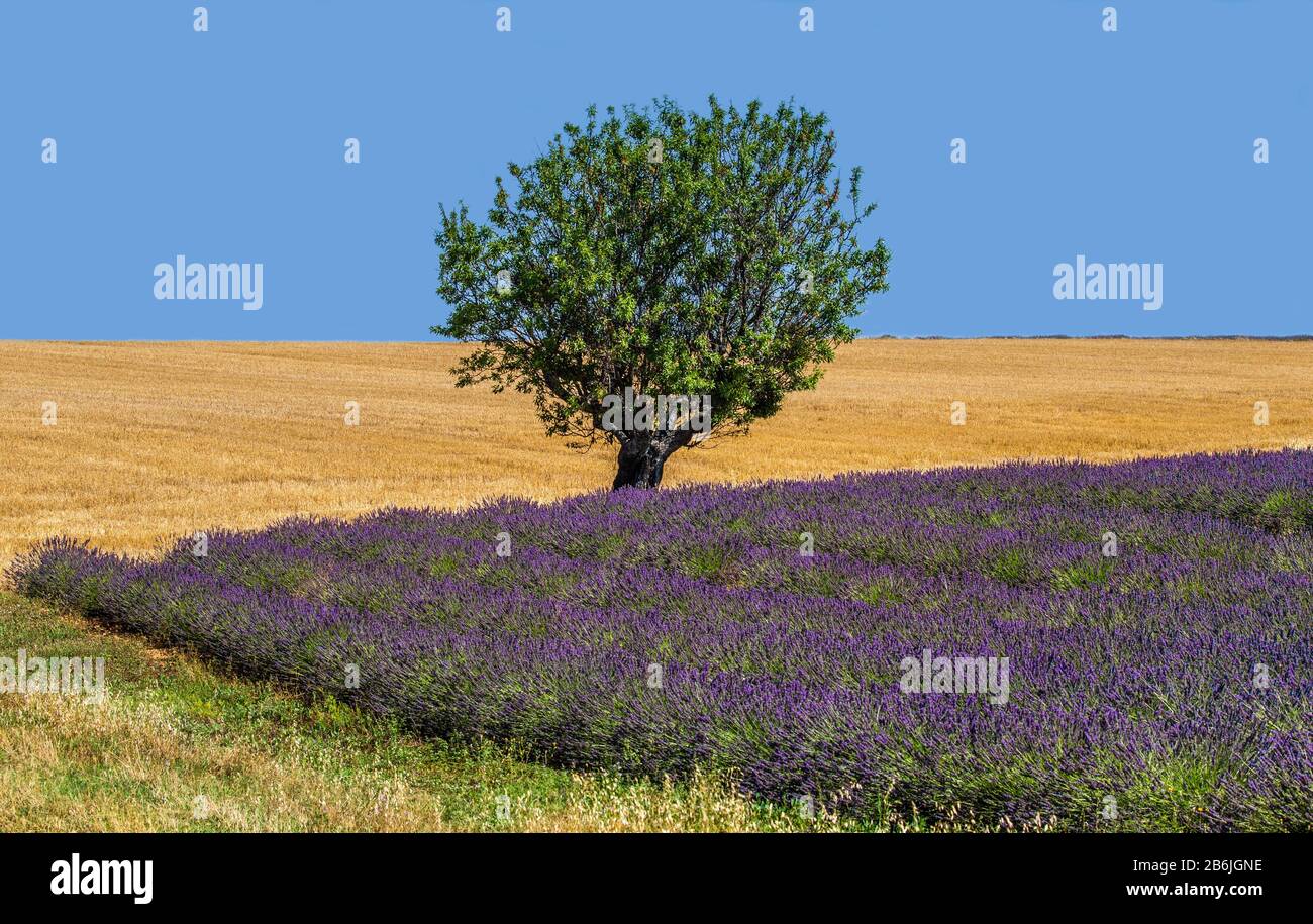 Picturesque tree in the middle of a lavender field and an oat field. France. Provence. Plateau