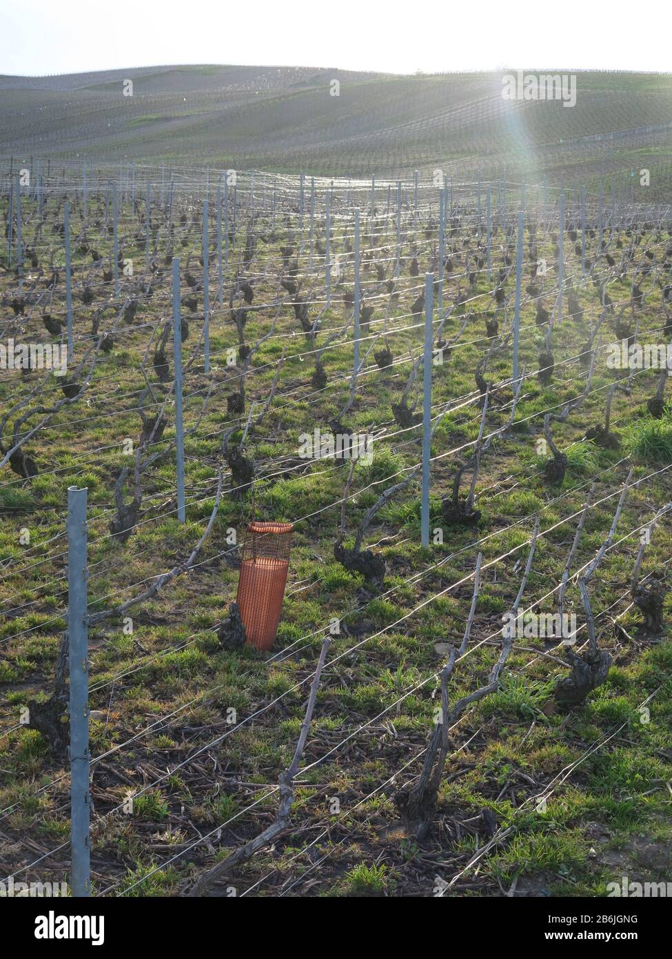 Vineyard, Epernay France Stock Photo - Alamy