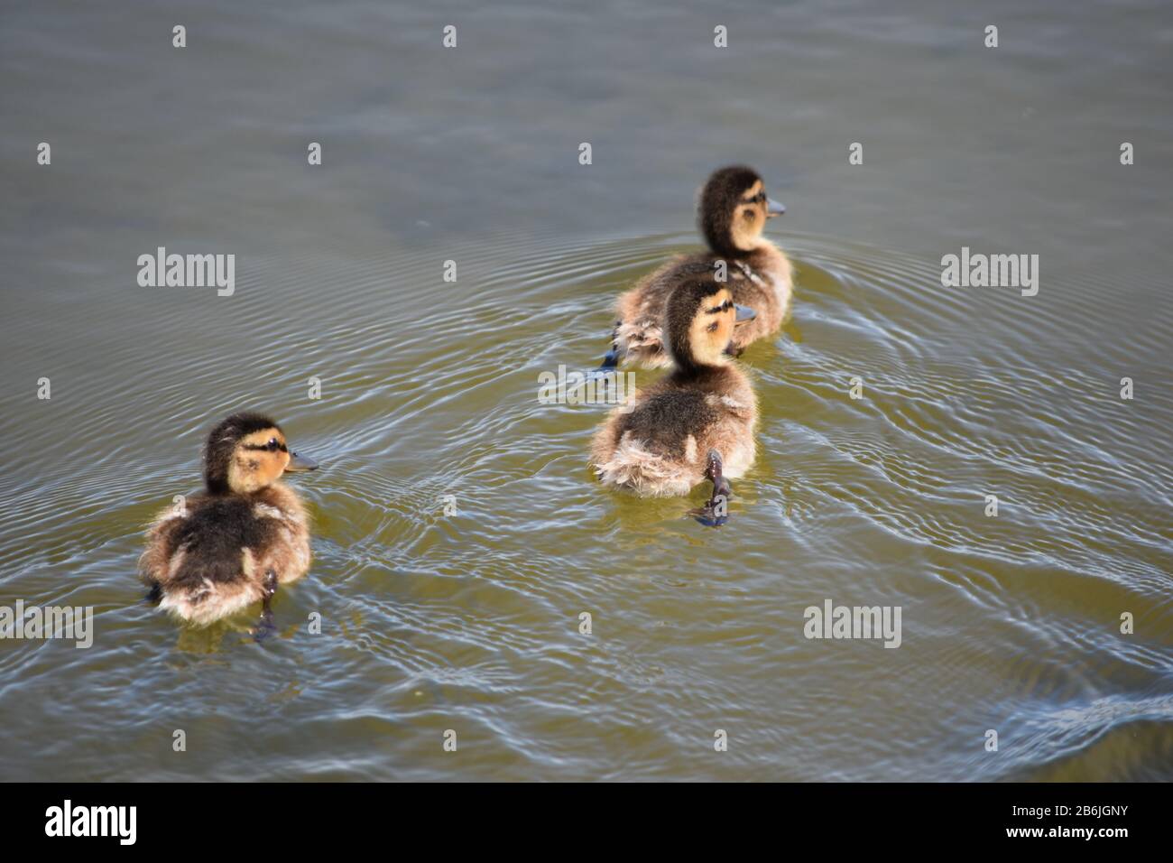 Beautiful mallard ducklings swimming in water Stock Photo Alamy