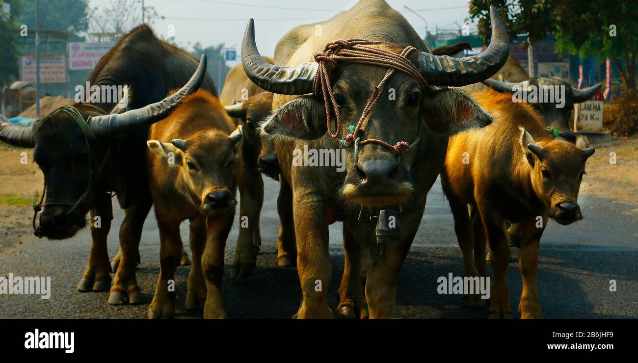group of Buffalo Stock Photo Alamy
