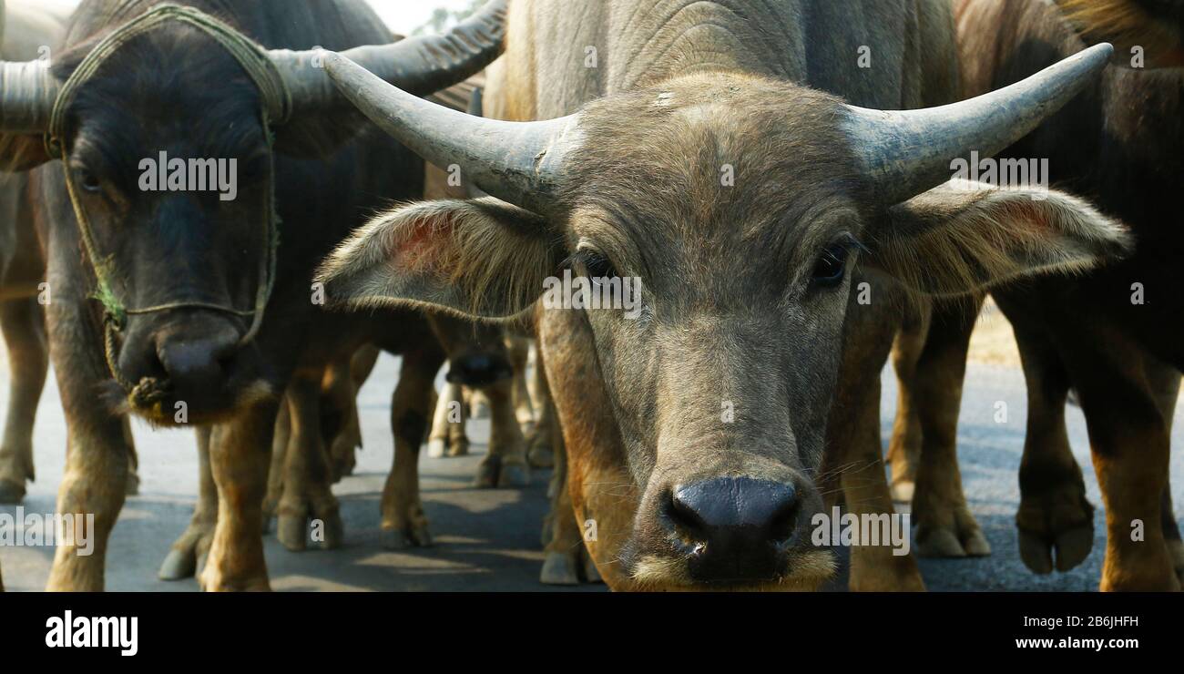 group of Buffalo Stock Photo Alamy