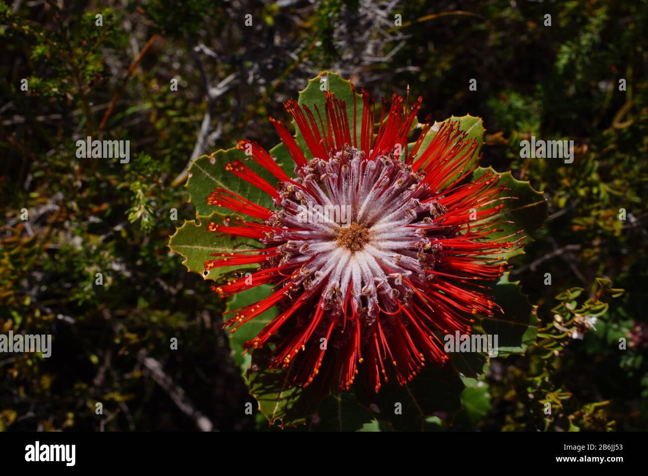 Scarlet Banksia flower (Banksia coccinea), Western Australia Stock Photo
