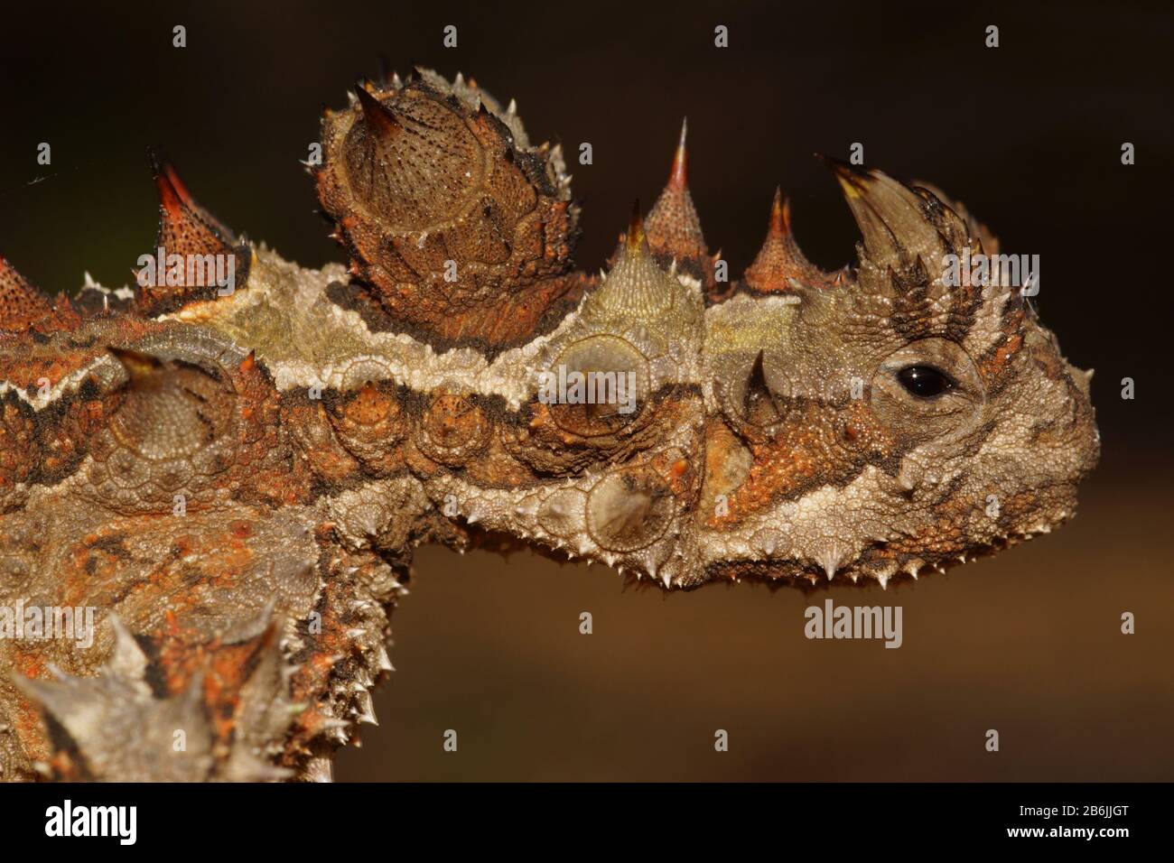 Head of Thorny devil, Moloch horridus, ant-eating lizard in Western Australia, lateral view Stock Photo
