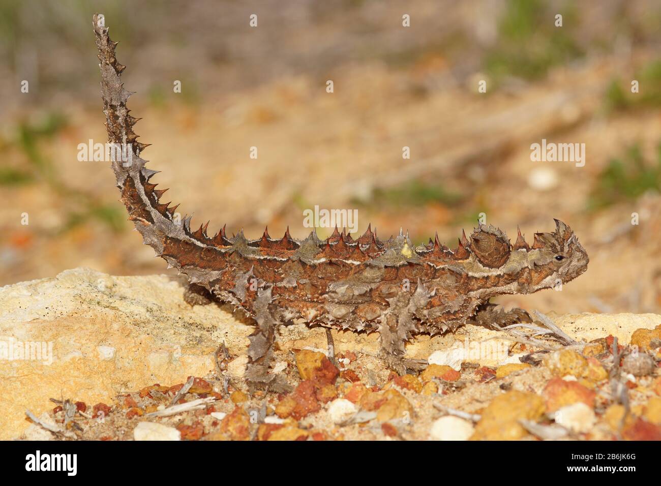Horned lizard ants hires stock photography and images Alamy