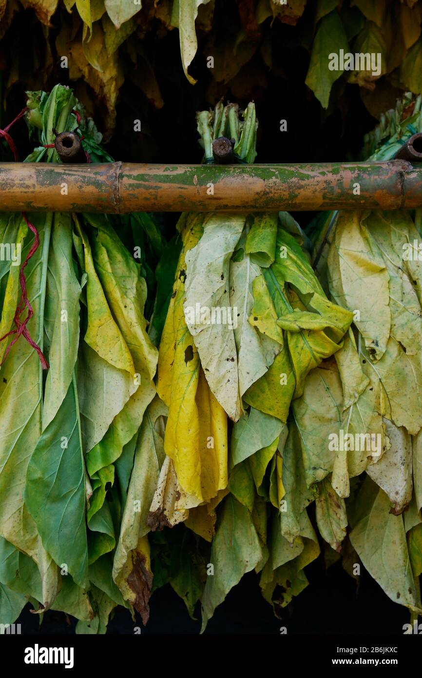 Philippines tobacco plantation hi-res stock photography and images