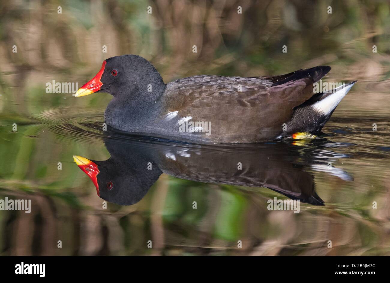 Side view of a Moorhen (Gallinula chloropus) swimming in water with reflection in Spring in West Sussex, England, UK. Stock Photo