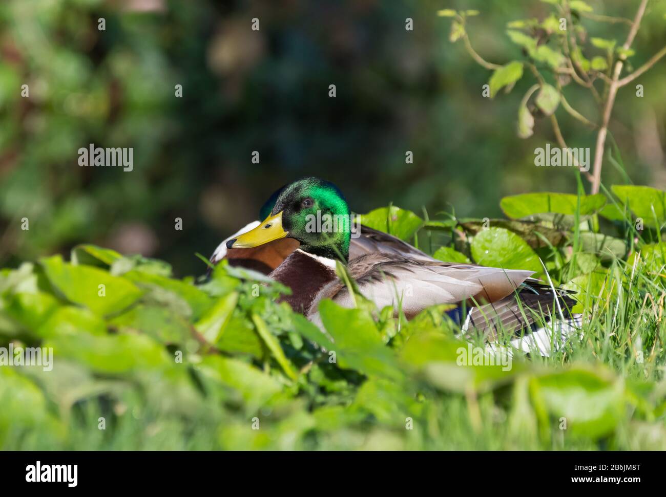 Mallard ducks (Anas platyrhynchos) sitting on grass by water in Spring (March) in West Sussex, England, UK. Stock Photo