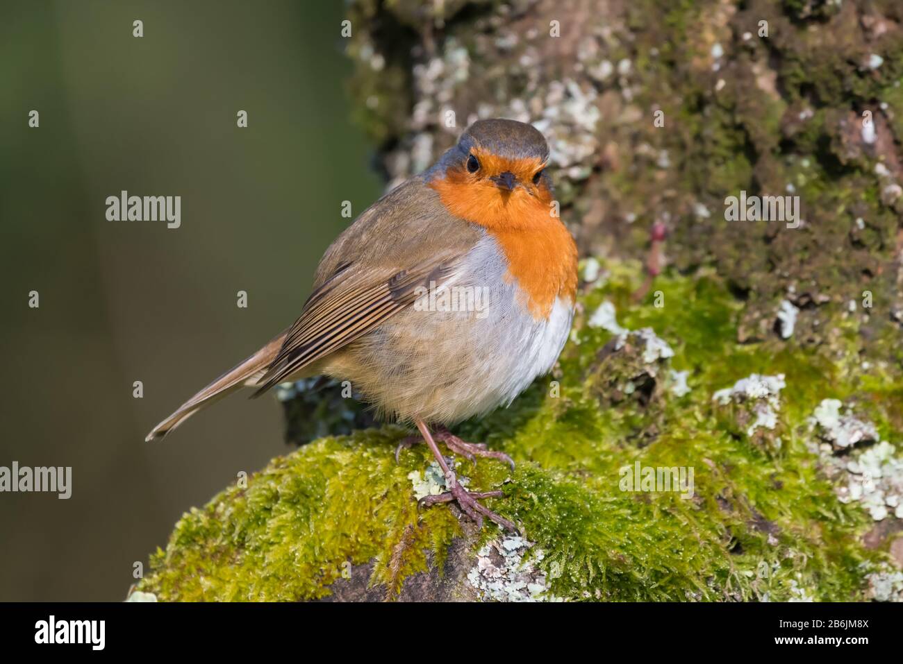 European Robin Redbreast (Erithacus rubecula) perched on a tree branch in Spring (March) looking at the camera in West Sussex, England, UK. Stock Photo