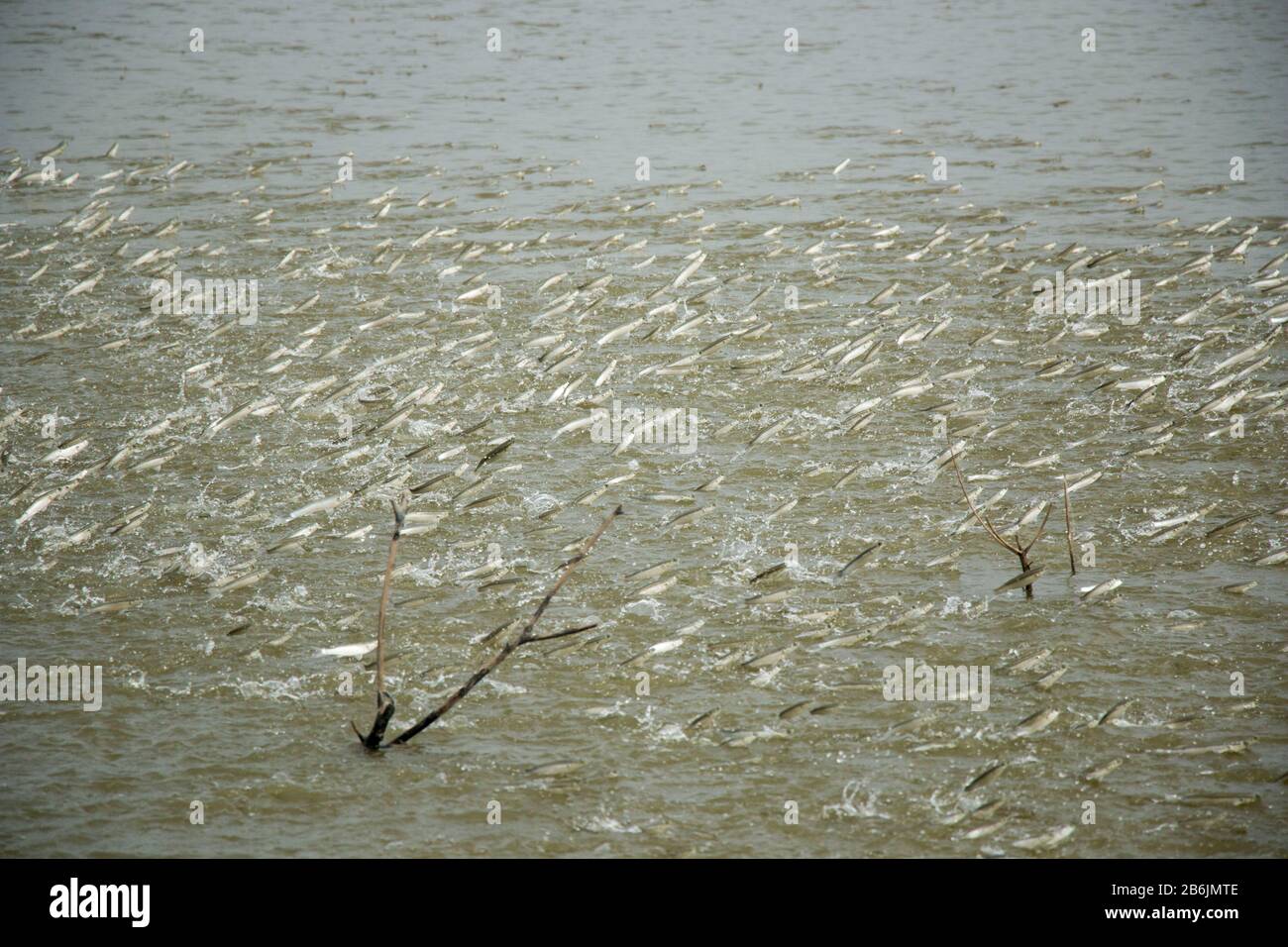 A group of Mullet fish is jumping out of the water from a pond. The fish play very important