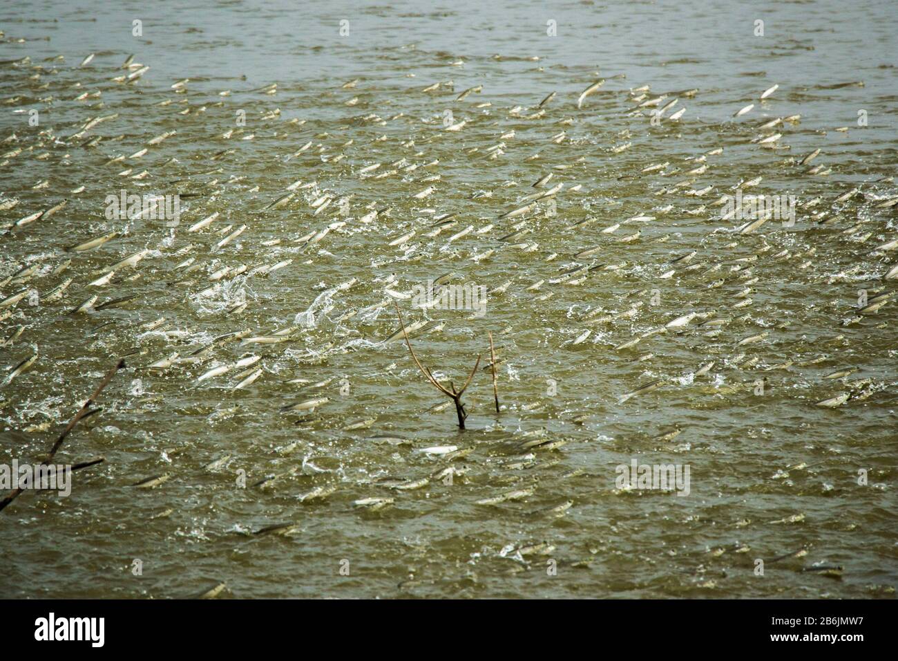 A group of Mullet fish is jumping out of the water from a pond. The fish play very important