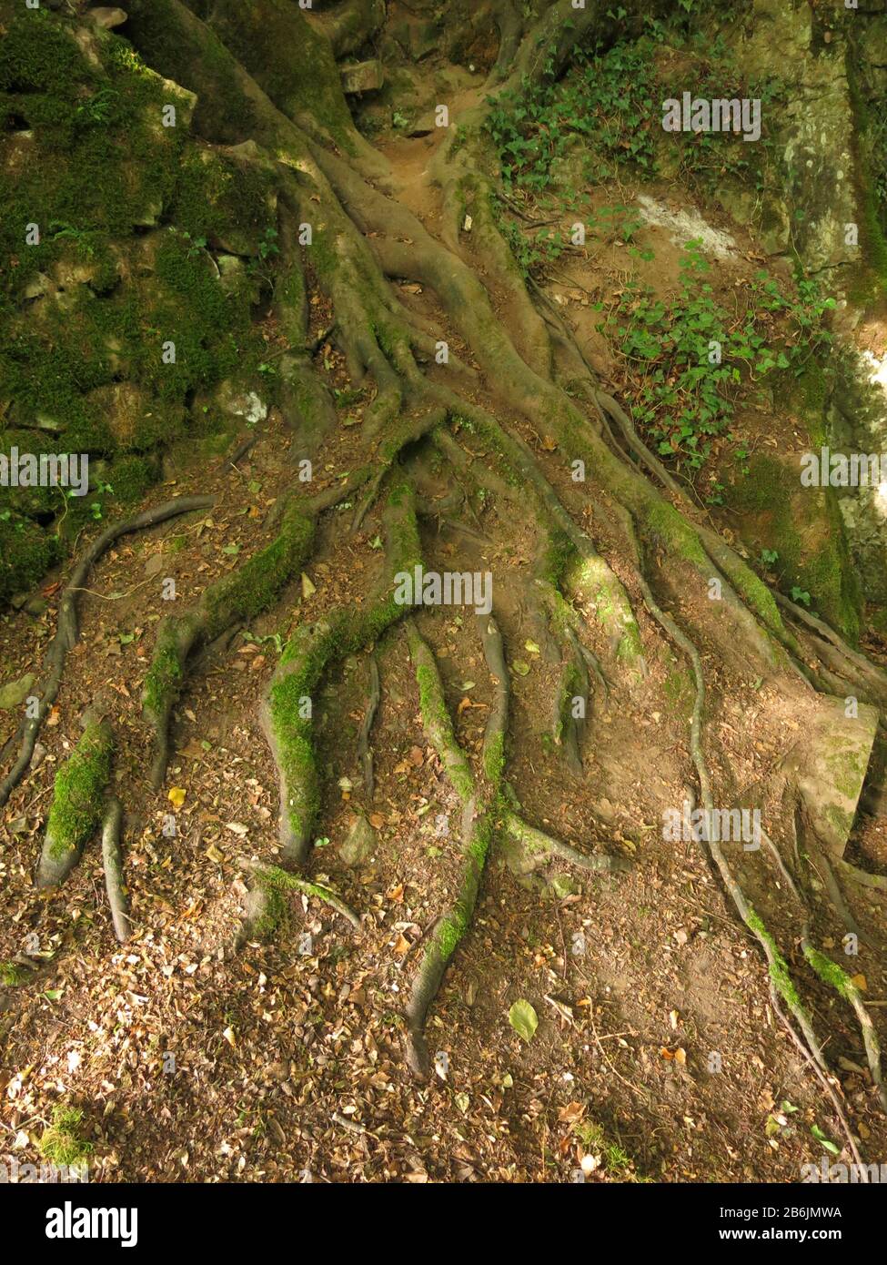 Sprites High Resolution Stock Photography and Images - Alamy