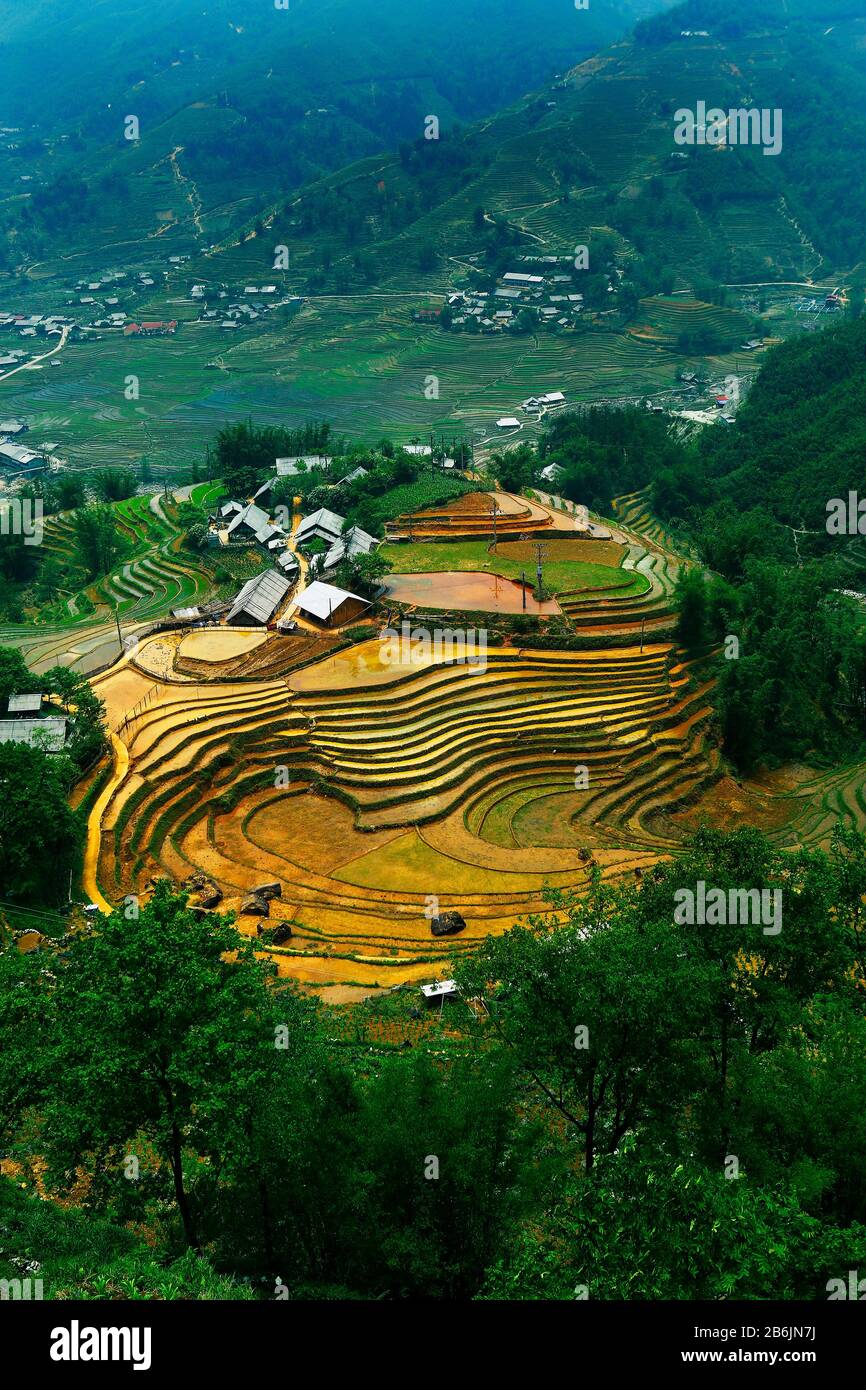 Rice field in terrace in the north of vietnam Stock Photo - Alamy