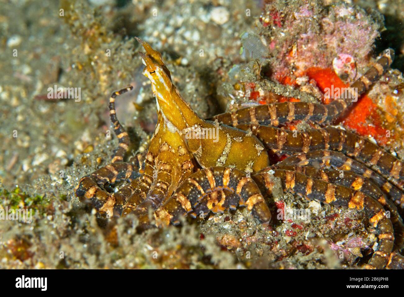 Wunderpus photogenicus, Lembeh Strait, Indonesia Stock Photo Alamy