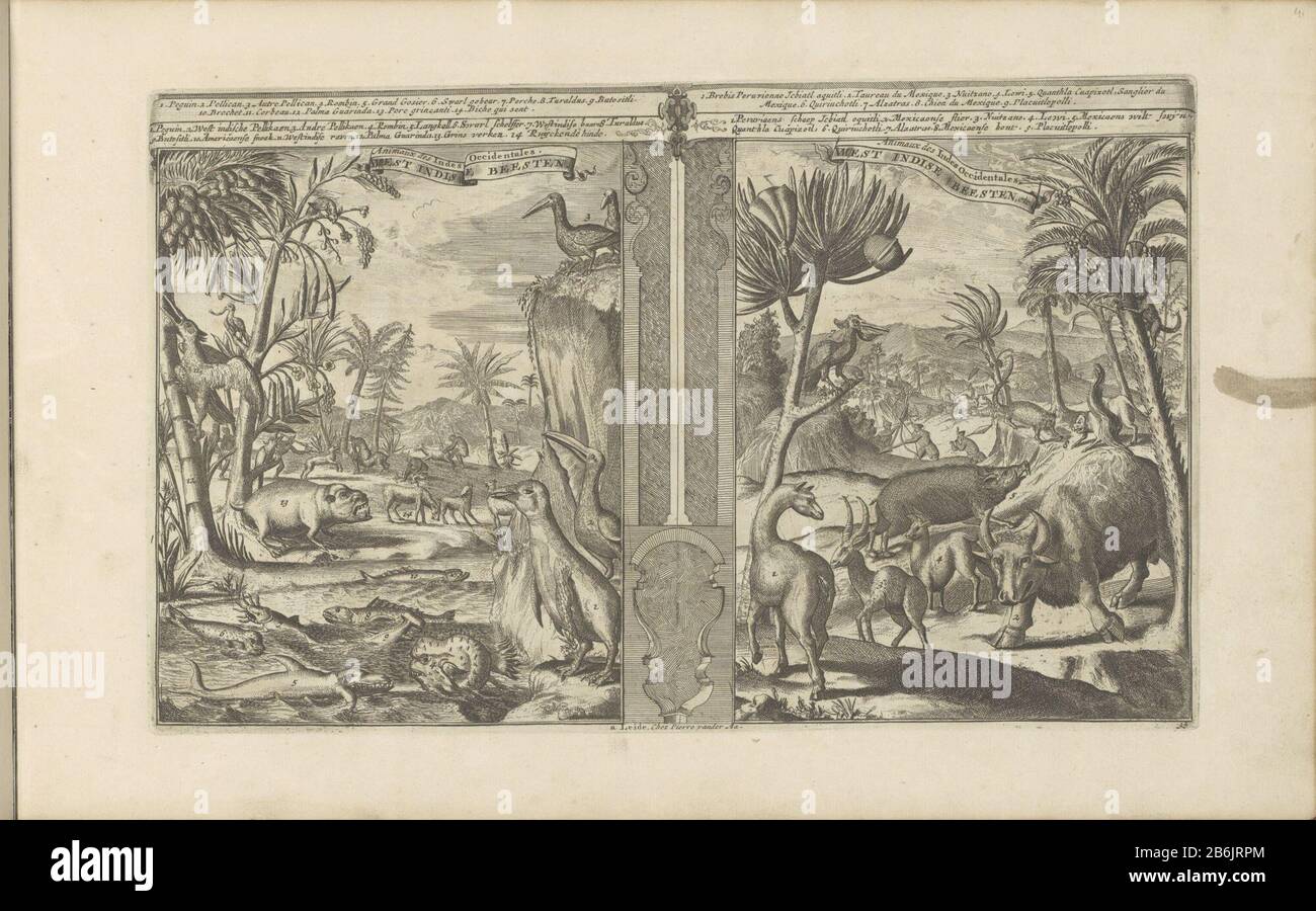 Presentation in two parts. Both left and right a landscape with animals from the West Indies. Links include a penguin and pelican. In the foreground different fish. On the right show a Peruvian sheep, a Mexican bull, a Mexican wild boar and a Mexican dog. A legend in Dutch and French. The print is a part of a album. Manufacturer : print maker: Romeyn the Hooghe Publisher: Pieter van der Aa (I) (shown on object) Place manufacture: Leiden Date: 1682 - 1733 Physical characteristics: etching material: paper Technique: etching dimensions: plate edge: h 212 mm × W 343 mmToelichtingEerder published a Stock Photo