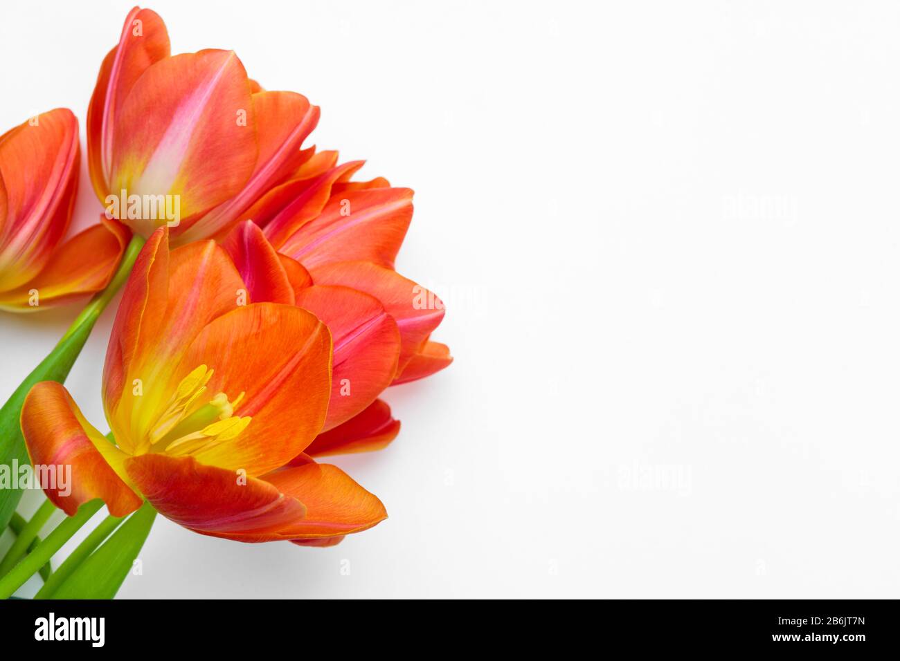 Fresh tulip flowers isolated on white background Stock Photo - Alamy
