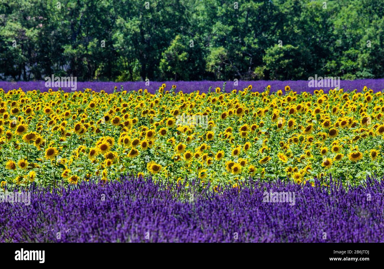 Lavender and sunflower hires stock photography and images Alamy