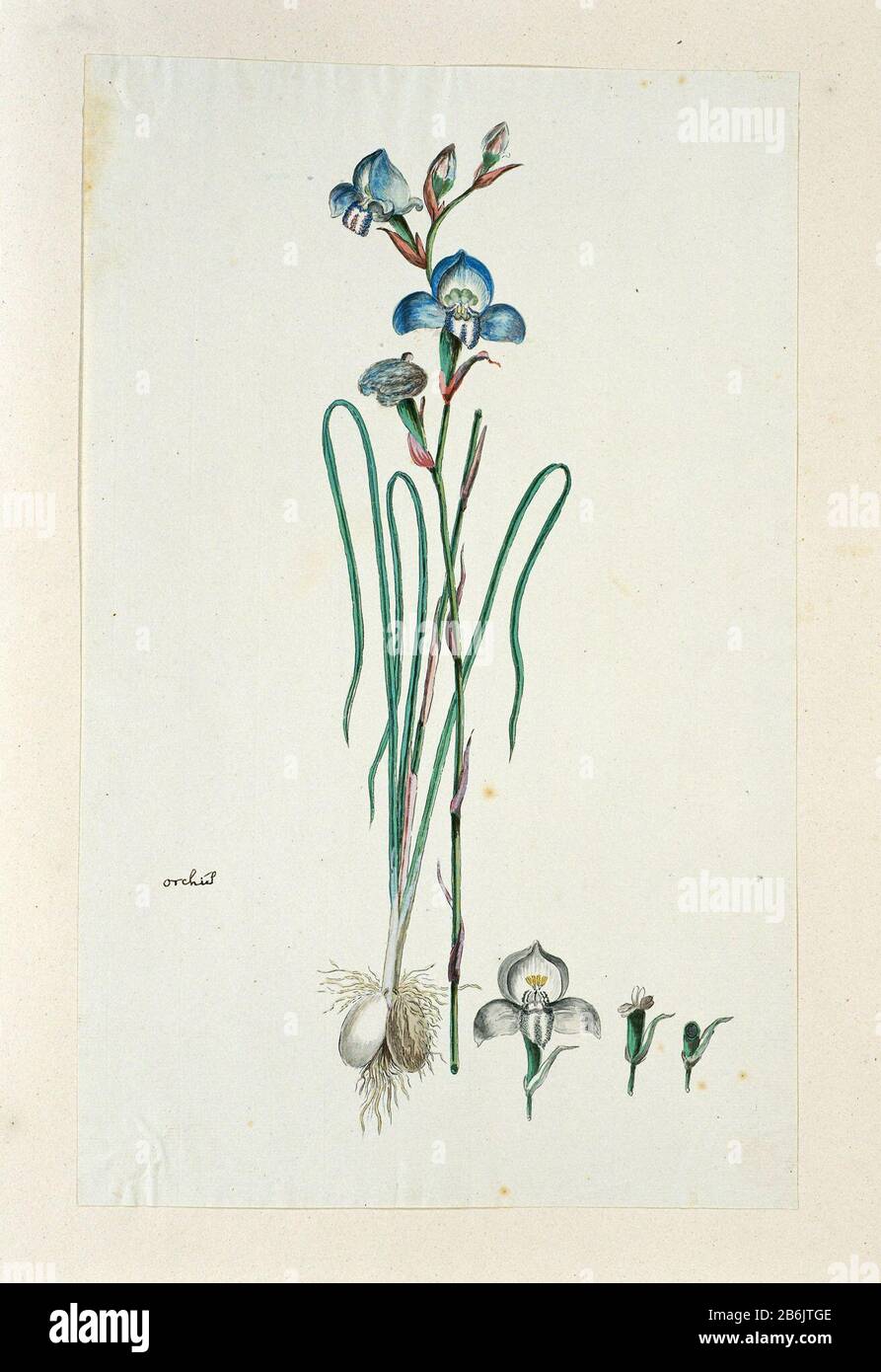 Disa graminiflolia Ker Gawl Ex Spreng orchis (titel op object) Disa graminiflolia Ker Gawl. Ex Spreng.orchis (title object) Property Type: Drawing album leaf Item number: RP-T-1914-18-44 Inscriptions / Brands: annotation, left, pen in brown: 'orchid' (Gordon's handwriting) Description: Disa graminifloia Ker Gawl. Ex Spreng. Manufacturer : artist: Robert Jacob Gordon Date: Oct 1777 - mar-1786 Physical features: brush in watercolor in colors, pencil and black chalk, pen and ink material: paper ink pencil crayon watercolor technique: pen / brush size: album sheet: H 660 mm × W 480 mmblad: h 424 m Stock Photo