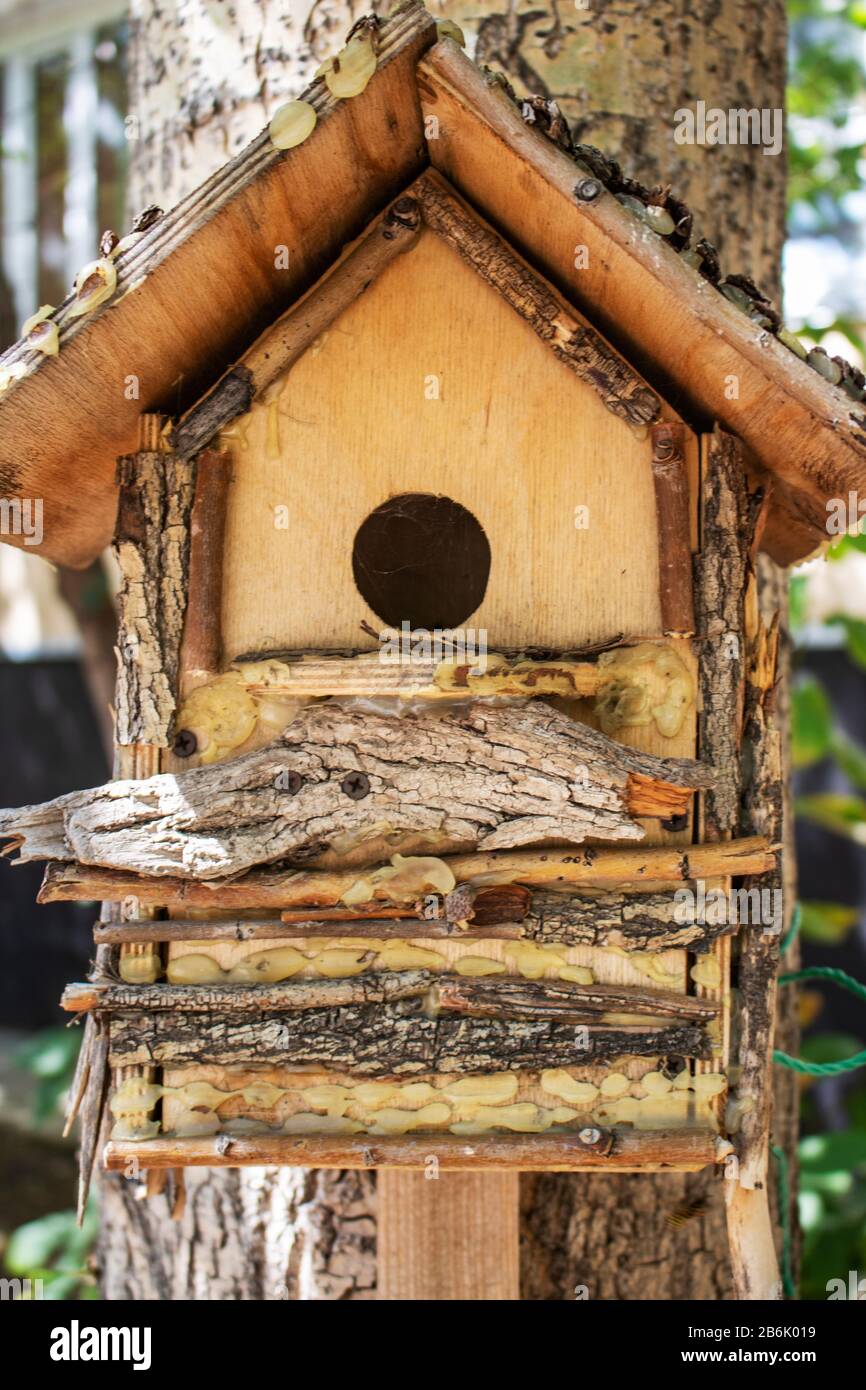 wooden birdhouse hanging from tree. carpenter made Stock Photo Alamy