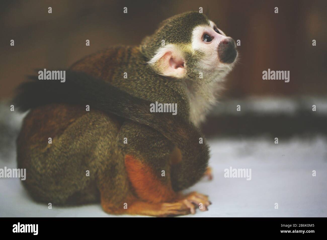 Monkey pack hi-res stock photography and images - Alamy