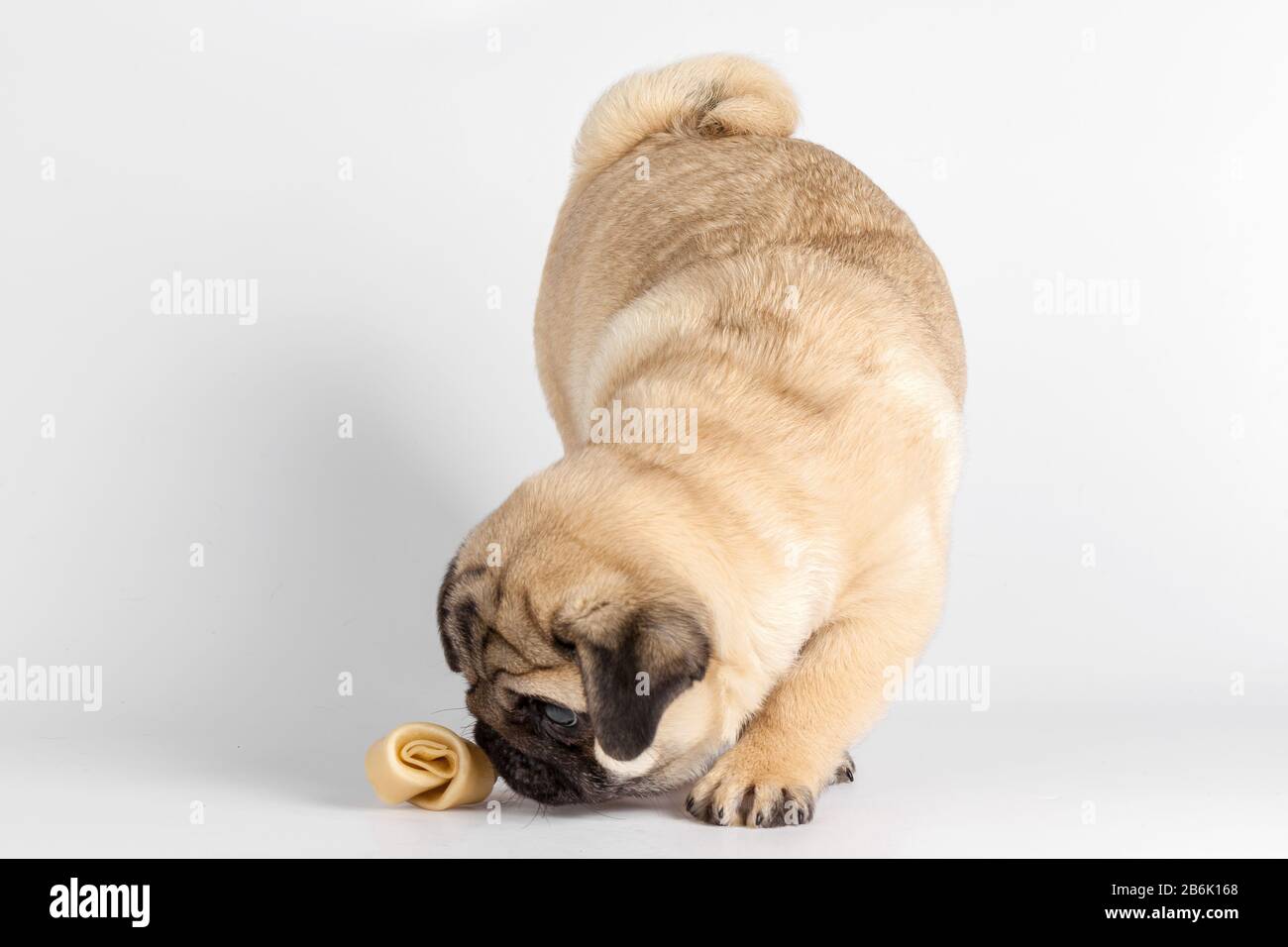 Pug dog isolated on a white background Stock Photo - Alamy