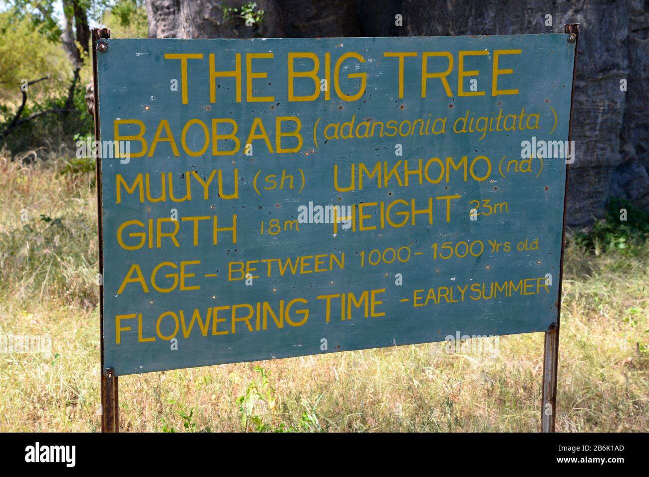 Sign of Giant African Baobab near Victoria Falls, Zimbabwe with technical informations, like the scientific name of Adansonia digitata. Oldest tree. Stock Photo