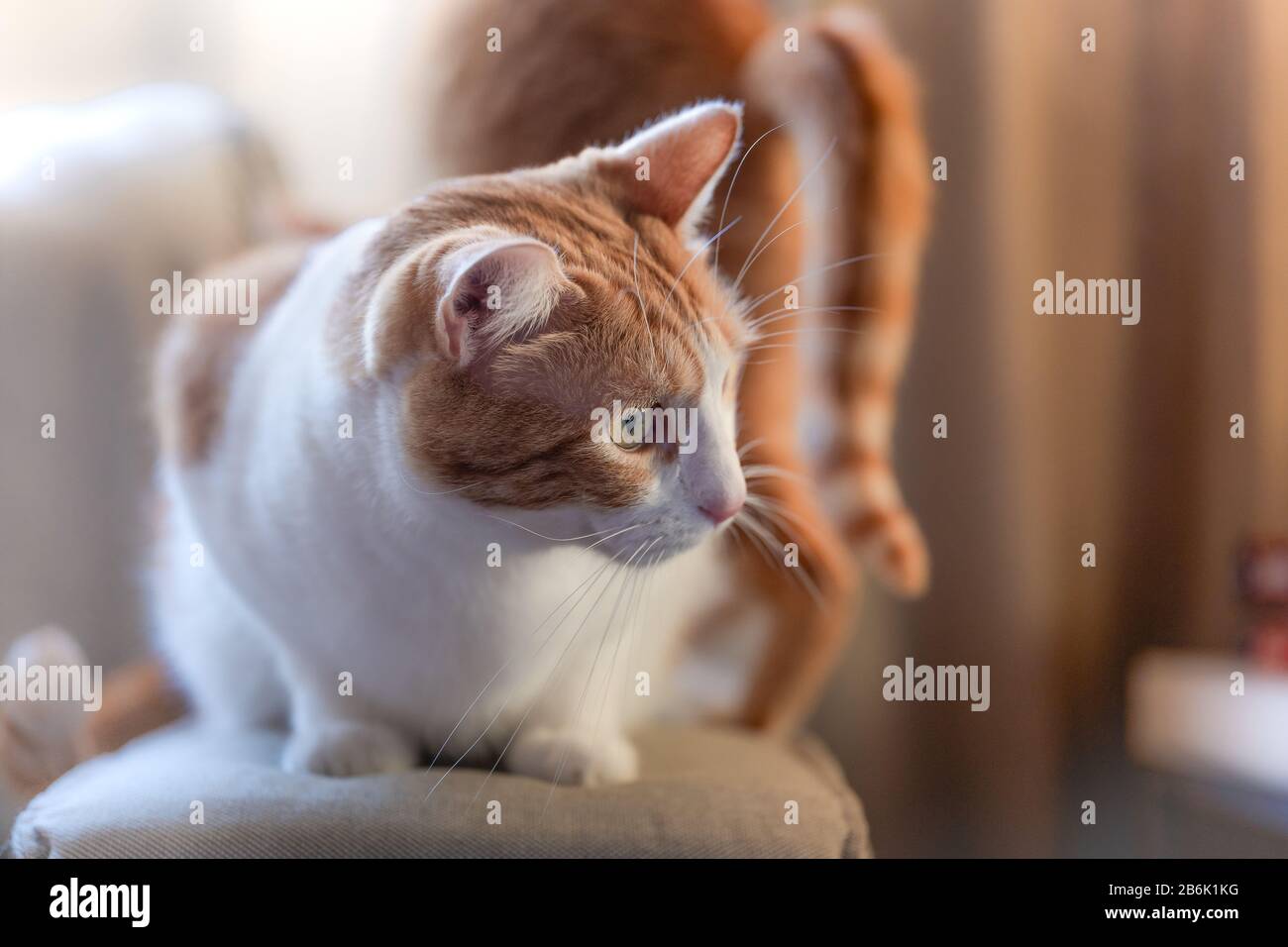 portrait of white and brown cat lying on a sofa under the sunset light ...