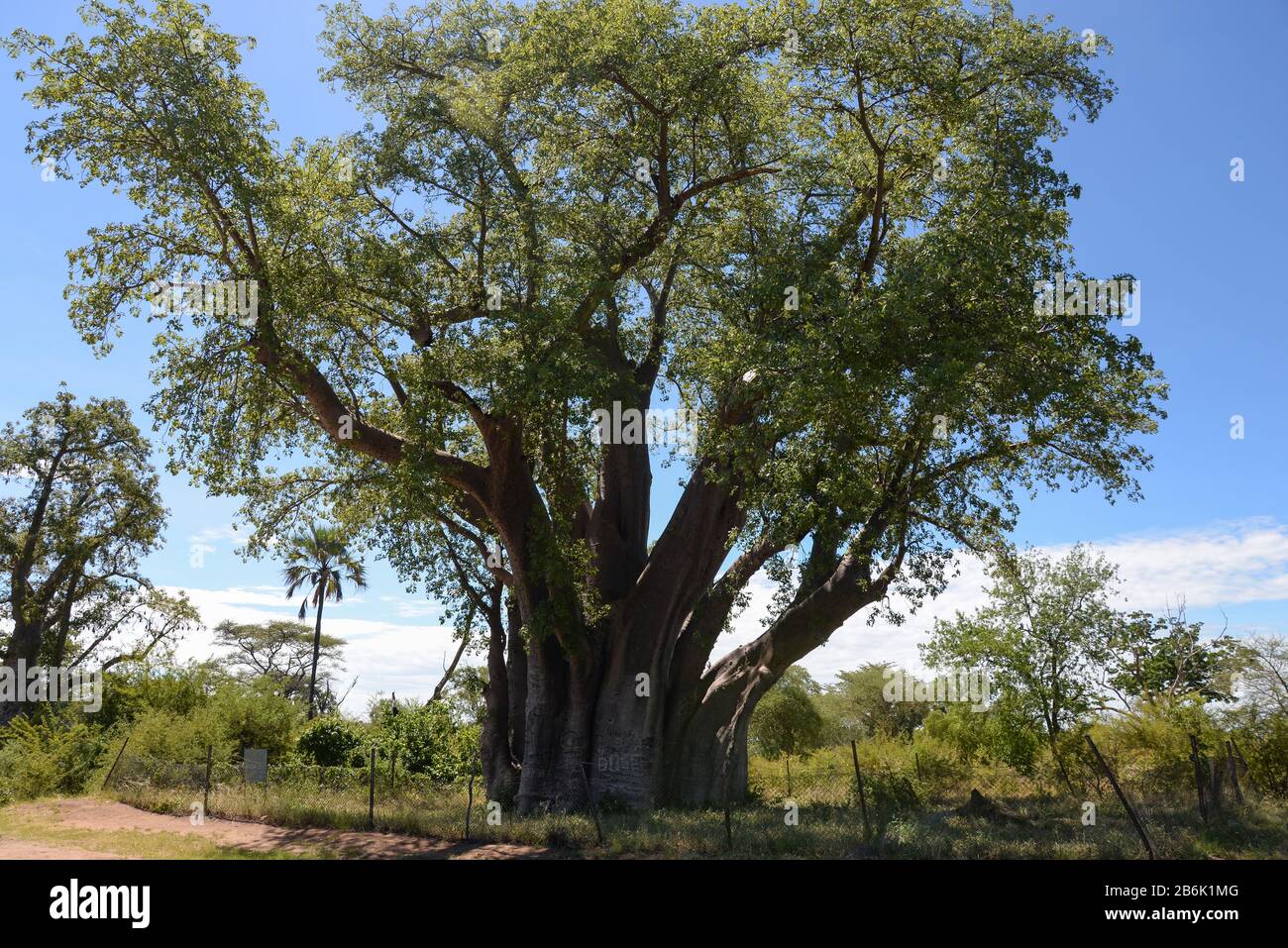 Giant African Baobab near Victoria Falls, Zimbabwe of scientific name Adansonia digitata. It is also referred as The Big Tree by its massive size. Stock Photo