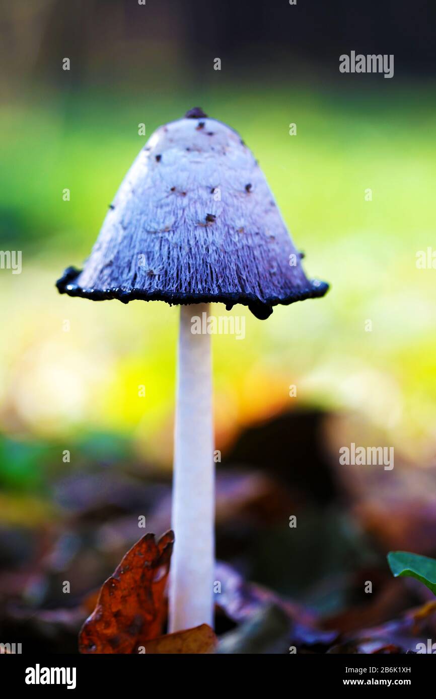 White mushroom growing in forest close up macro bright vibrant photo Stock Photo