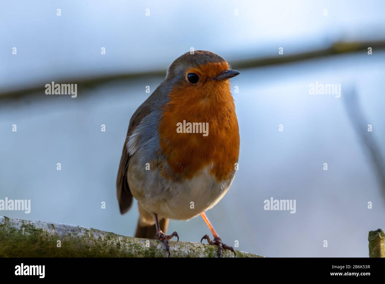 Robins In England Robin with copy space hi-res stock photography and images - Alamy