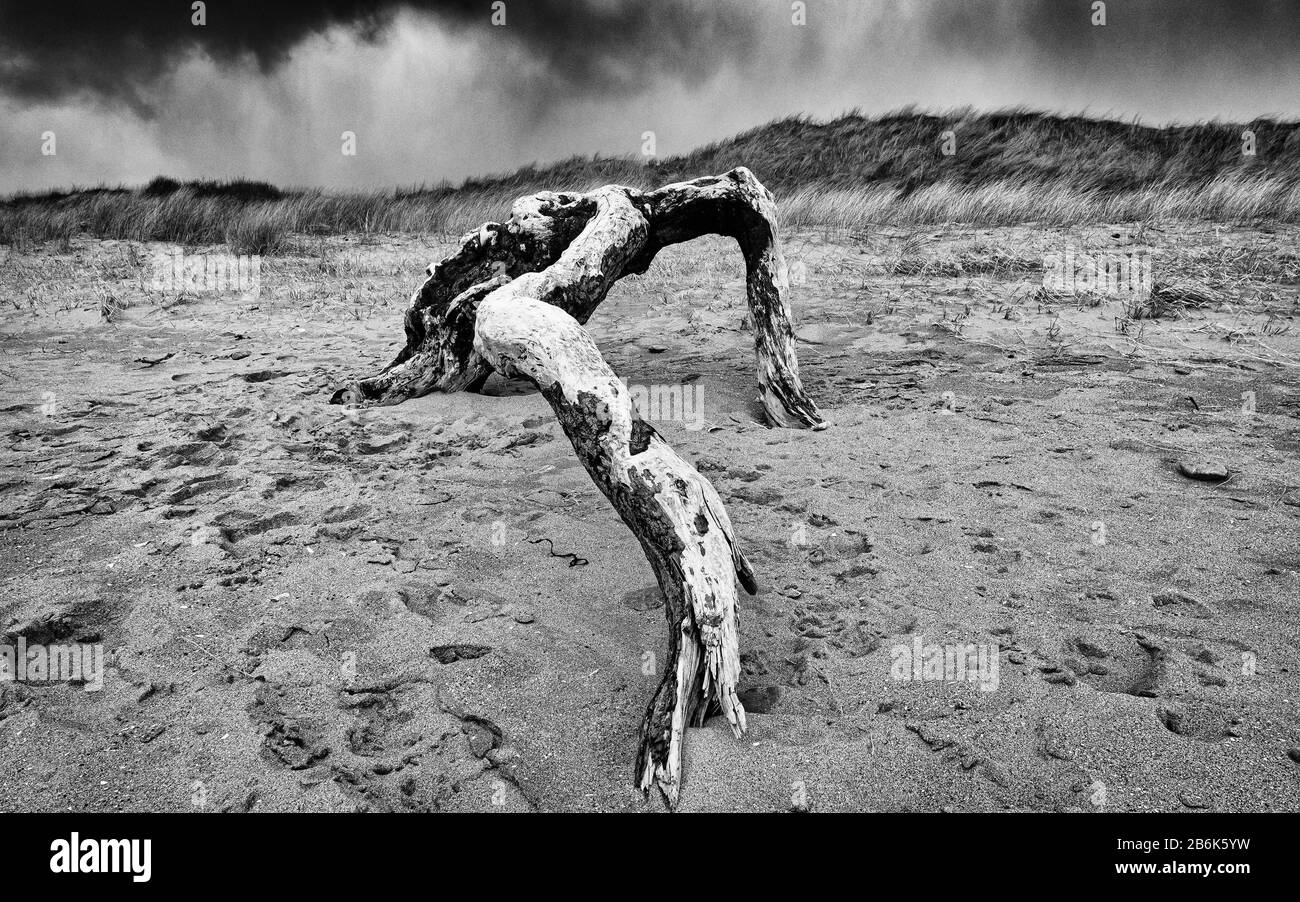large driftwood on beach sculpted by the elements Stock Photo