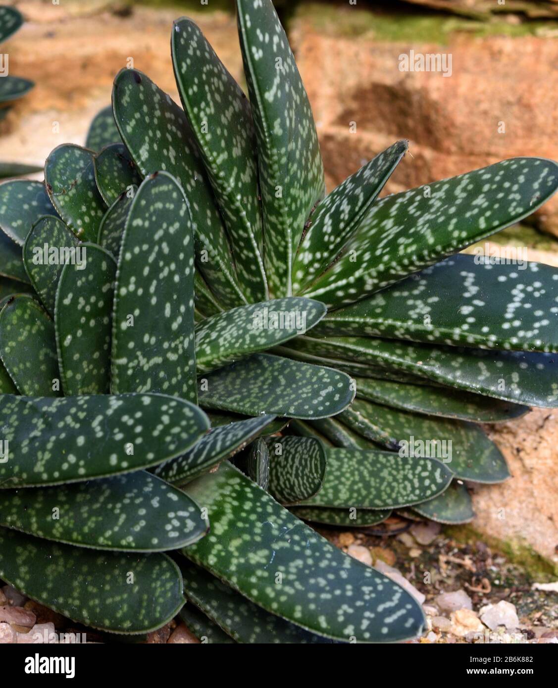 The mottled leaves of Lawyer's Tongue. Stock Photo