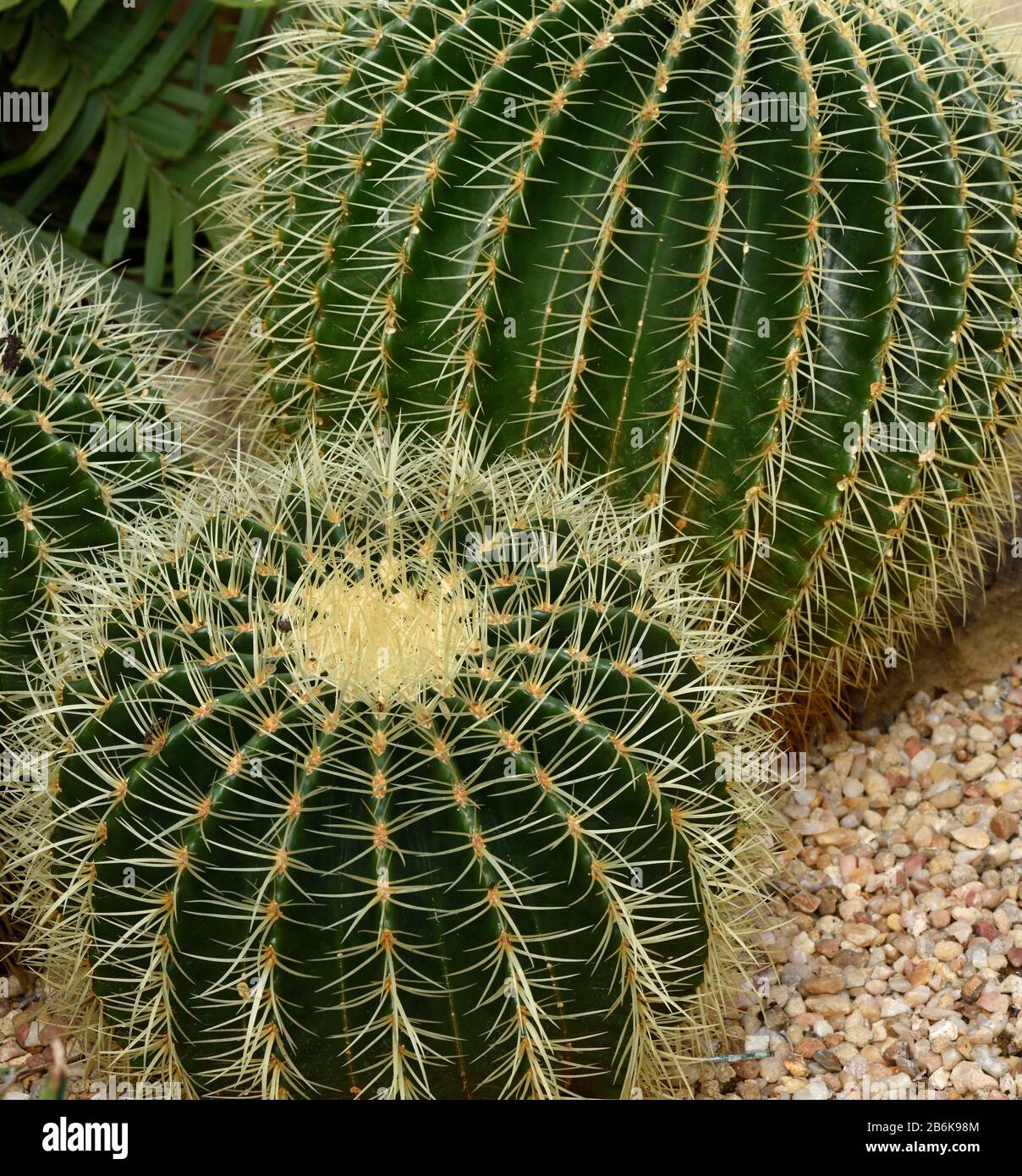 A closeup of the Golden Barrel cactus. Stock Photo