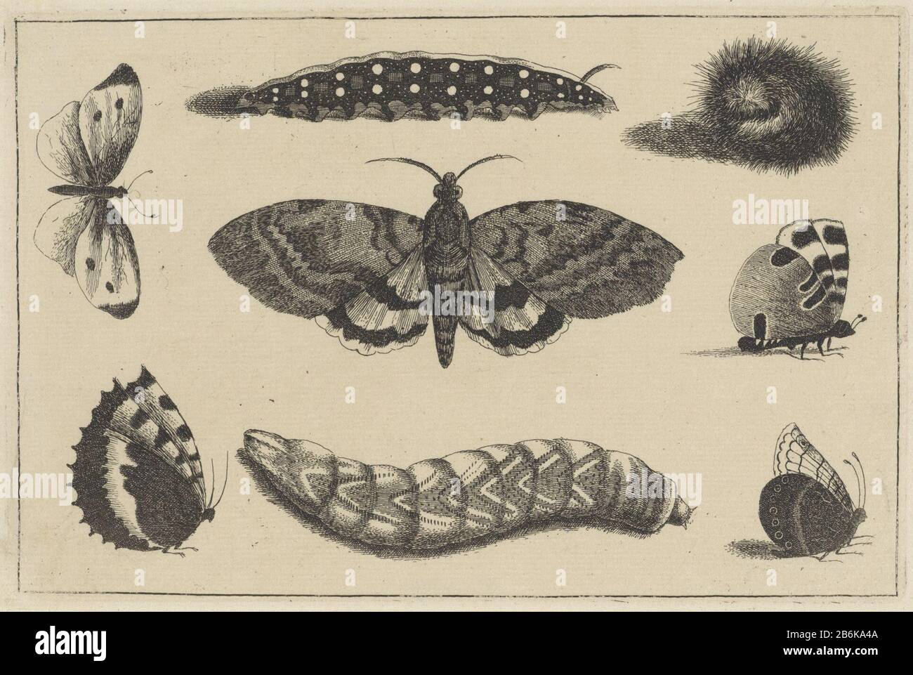 Different Types Of Moths And Butterflies