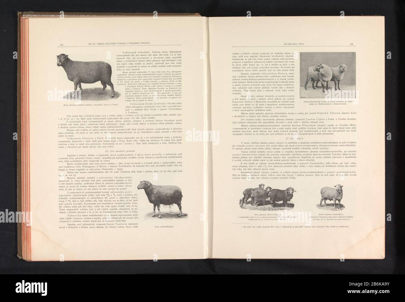 Three sheep breeds Three sheep breeds object type: photomechanical print page Item number: RP-F 2001-7-749B-24 Manufacturer : Photographer: anoniemclichémaker: Carl Bellmann Place manufacture: Prague Date: ca. 1891 - or for 1895 Material: paper Technique: autotypie Dimensions : page: h 372 mm × W 270 mm Explanation Prints page 63. Subject: sheep Stock Photo