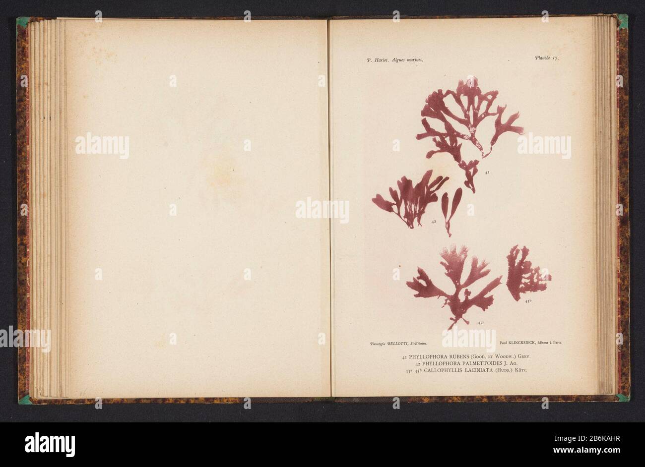 Three kinds of seaweed (41) is Phyllophora rubens, (42) is Phyllophora palmettoides, (43a) and ( 43b) is Callophyllis laciniata. Manufacturer : photographer: anoniemclichémaker: Bellotti (listed building) Publisher: Paul Klincksieck (listed property) Place manufacture: photographer: Frankrijkclichémaker: Saint-Etienne Publisher: Paris Date: ca. 1882 - or for 1892 Material: paper technique: light print size: print: h 161 mm × W 119 mm Subject: algae, seaweed Stock Photo