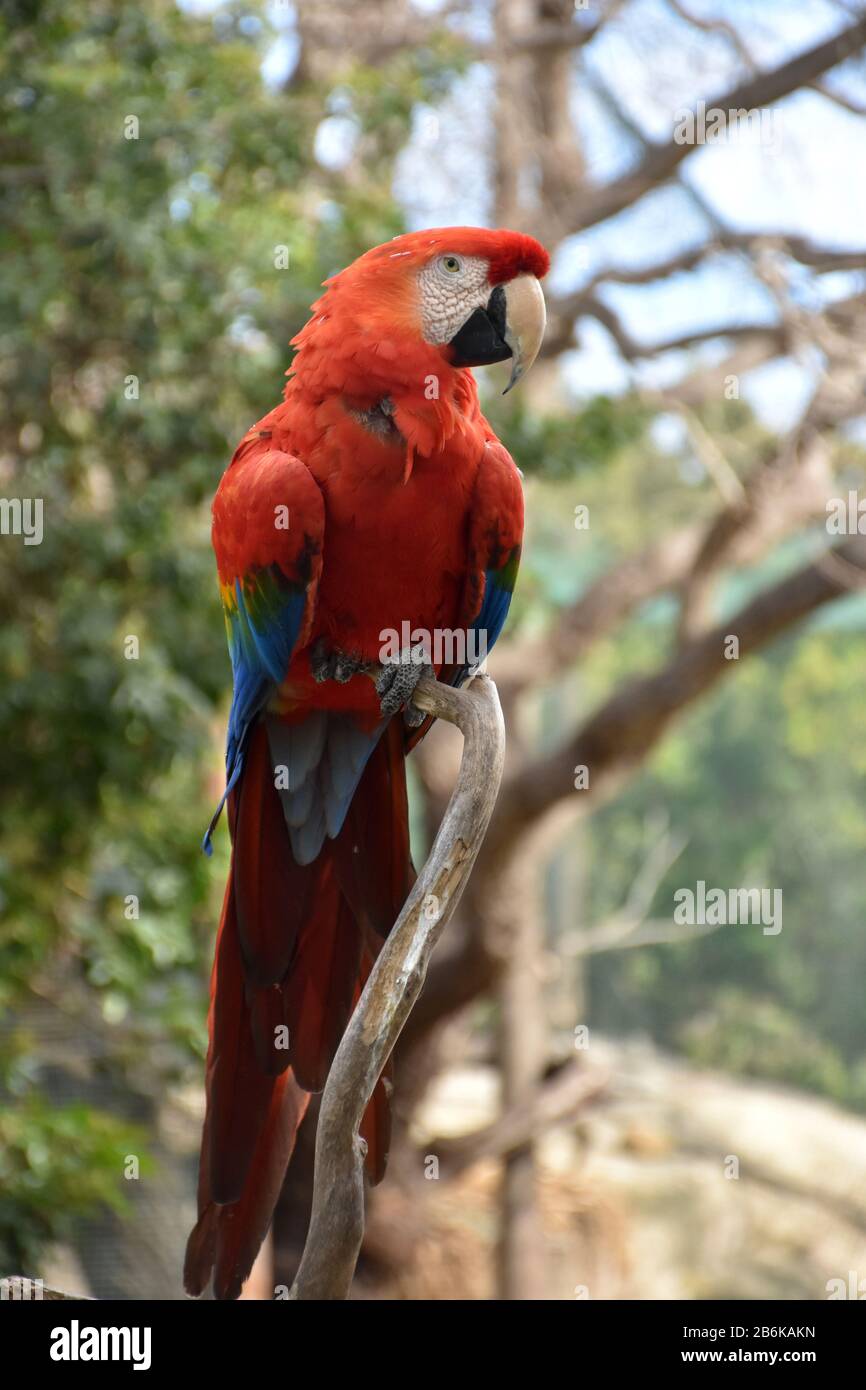 Hooked sharp beak on a scarlet macaw sitting in a tree. Stock Photo
