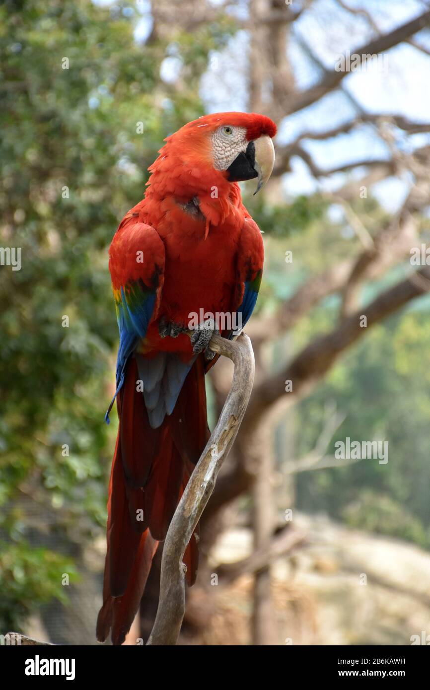 Lesser antillean macaw hires stock photography and images Alamy