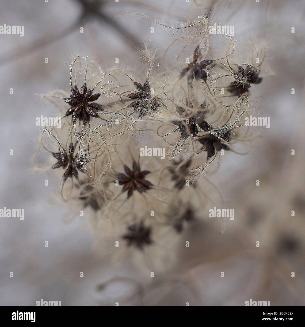 nature in winter Stock Photo