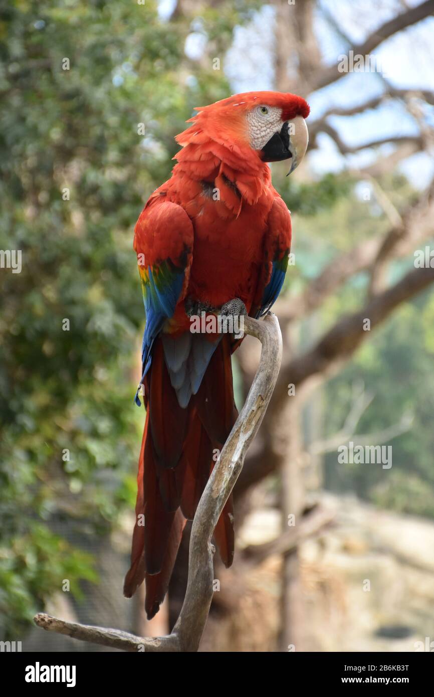 Very pointy sharp hooked beak on a scarlet macaw bird. Stock Photo