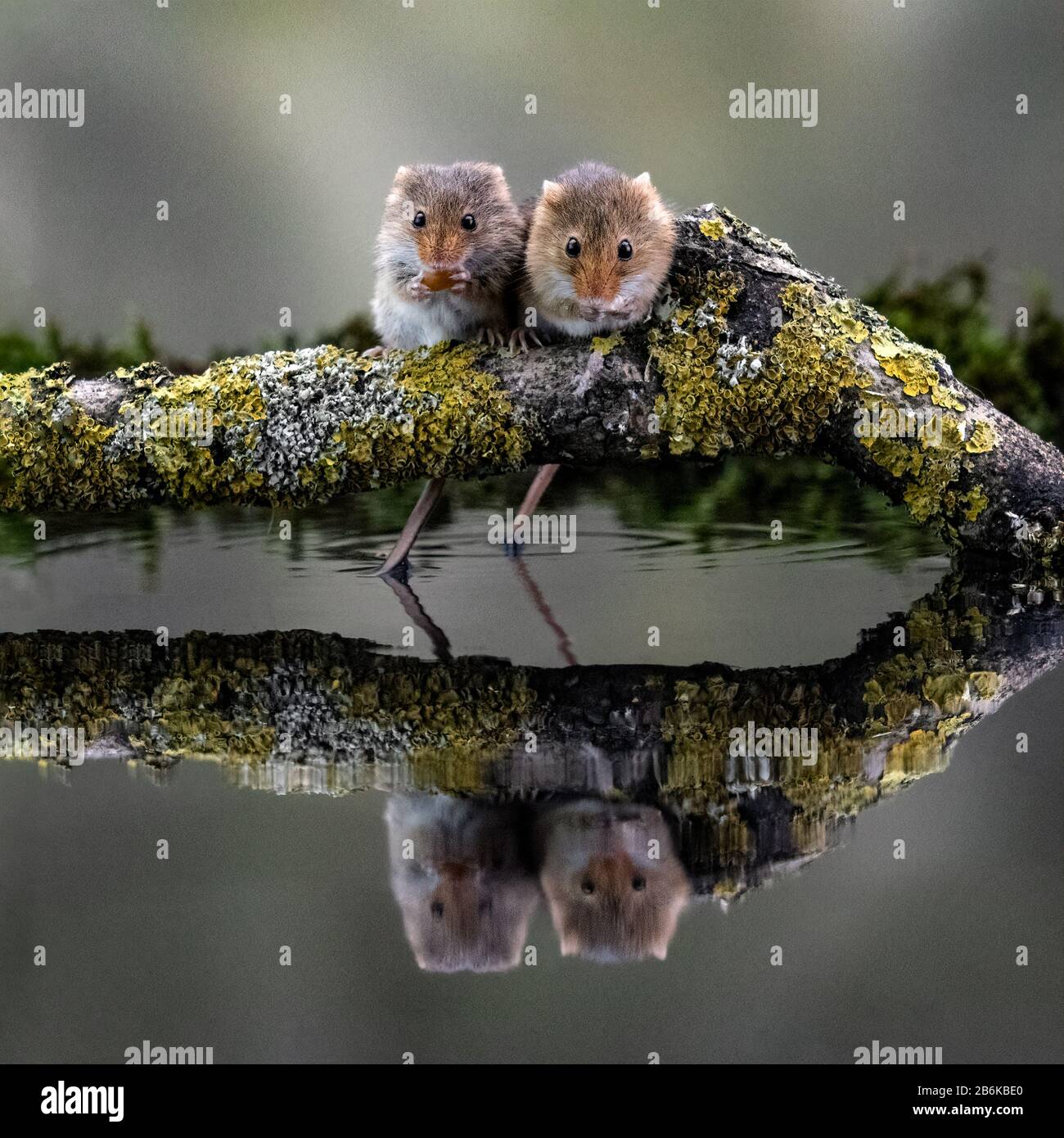 Harvest Mice (Micromys minutus) in a reflection pool Stock Photo Alamy